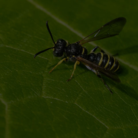 Weevil Wasp