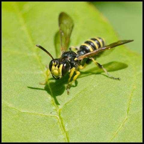 Weevil Wasp