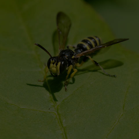 Weevil Wasp