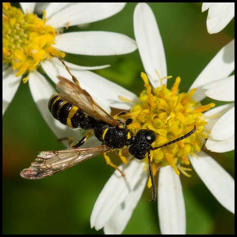 Weevil Wasp