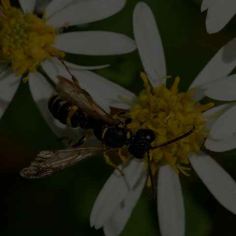 Weevil Wasp