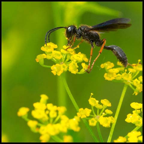 Brown-legged Grass-carrier