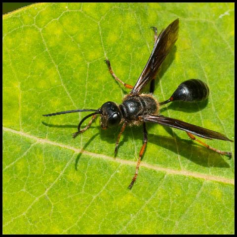 Brown-legged Grass-carrier