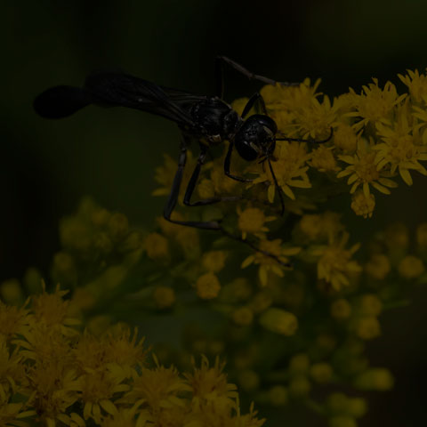 Gold-marked Thread-waisted Wasp