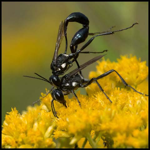 Gold-marked Thread-waisted Wasp