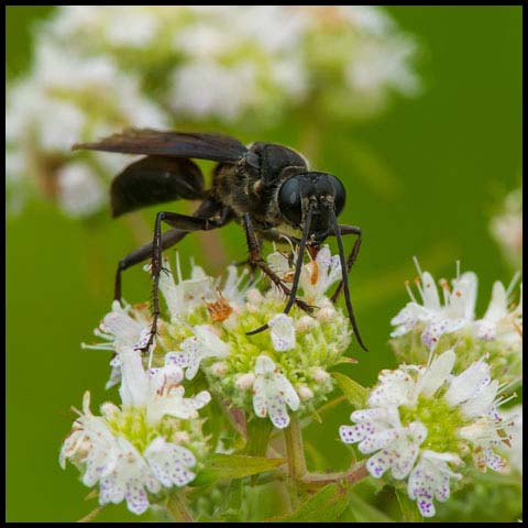 Great Black Digger Wasp