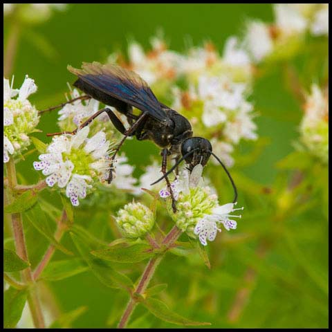 Great Black Digger Wasp
