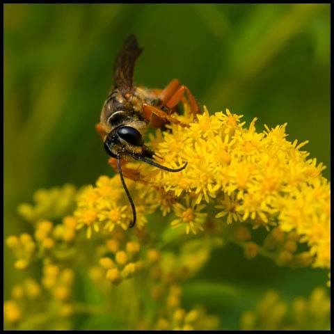 Great Golden Digger Wasp