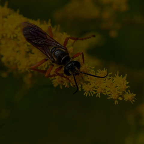 Great Golden Digger Wasp