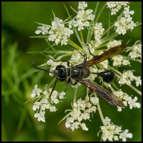 Mexican Grass-carrying Wasp