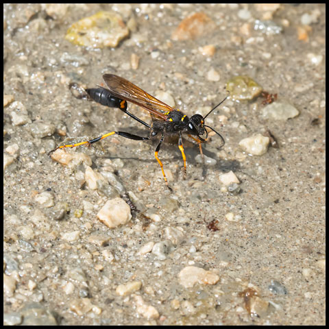 Thread-waisted Wasps