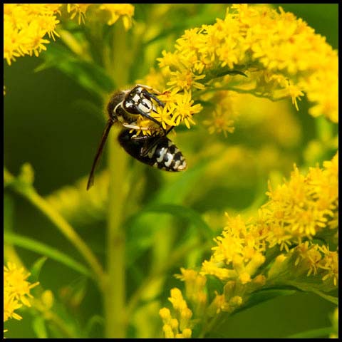 Bald-faced Hornet