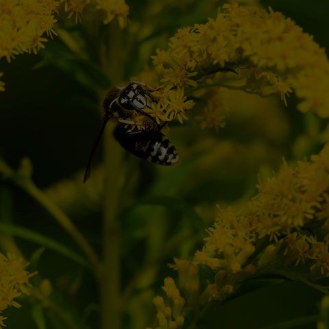 Bald-faced Hornet