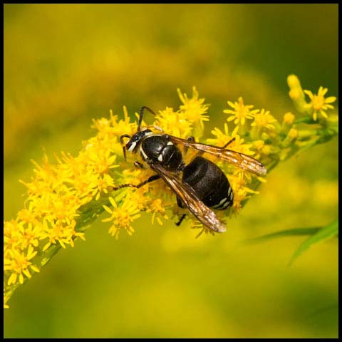 Bald-faced Hornet