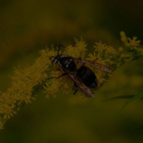 Bald-faced Hornet