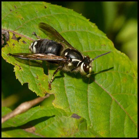 Bald-faced Hornet