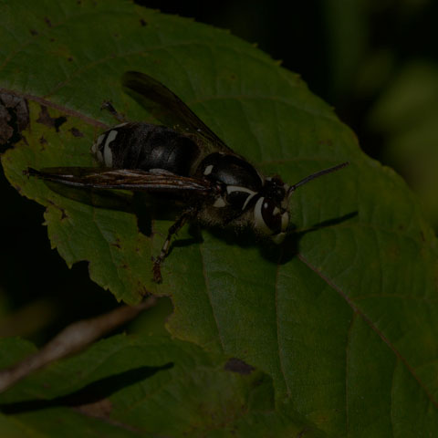 Bald-faced Hornet