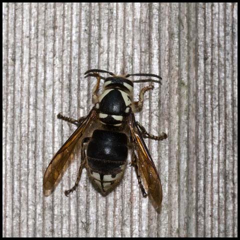 Bald-faced Hornet