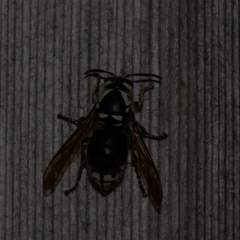 Bald-faced Hornet