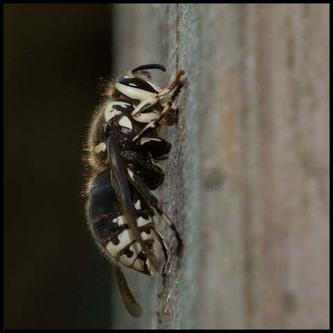 Bald-faced Hornet