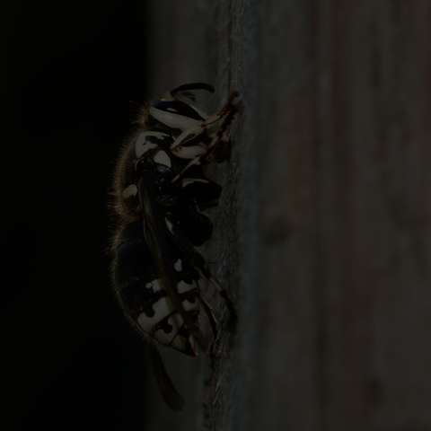 Bald-faced Hornet