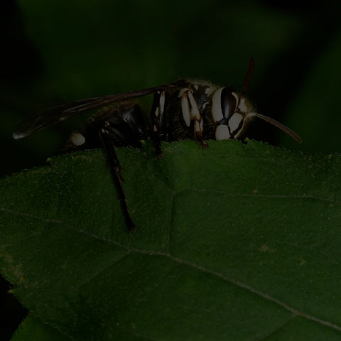 Bald-faced Hornet