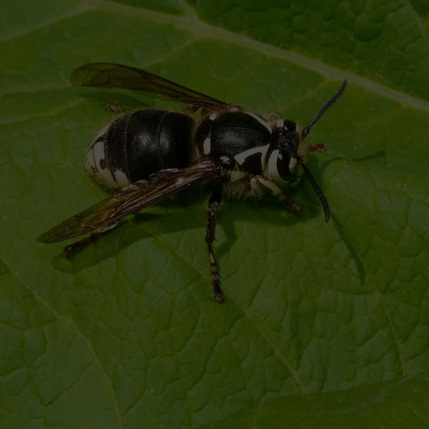 Bald-faced Hornet