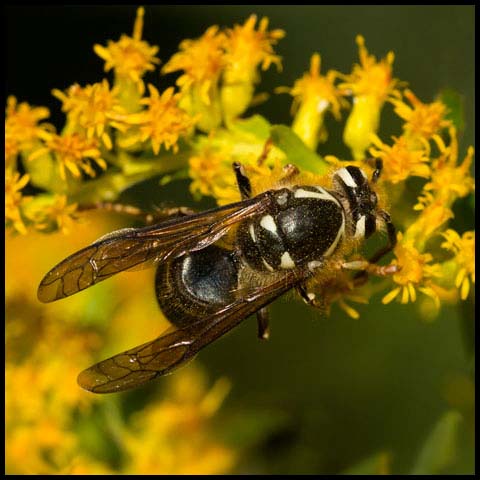 Bald-faced Hornet