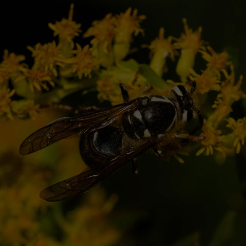 Bald-faced Hornet