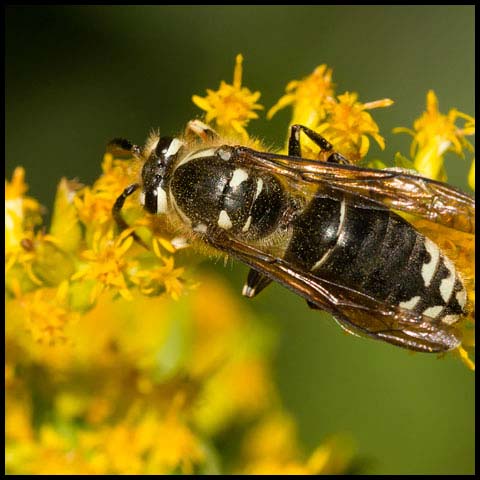 Bald-faced Hornet