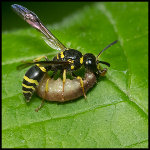 Bramble Mason Wasp