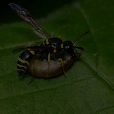 Bramble Mason Wasp