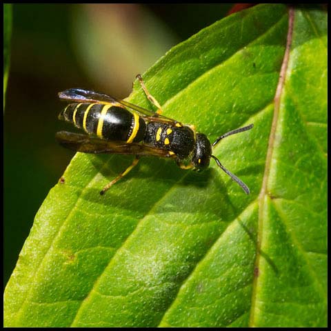 Bramble Mason Wasp