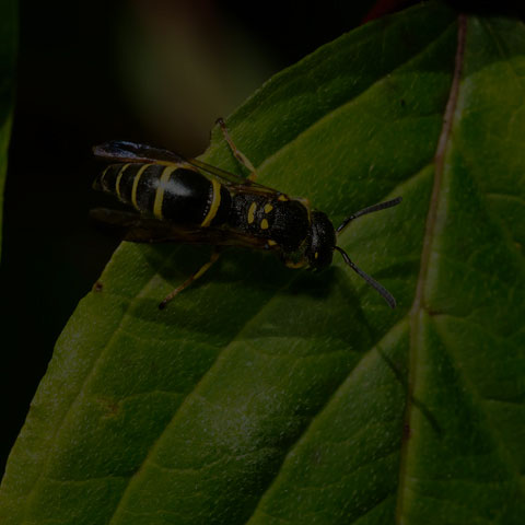 Bramble Mason Wasp