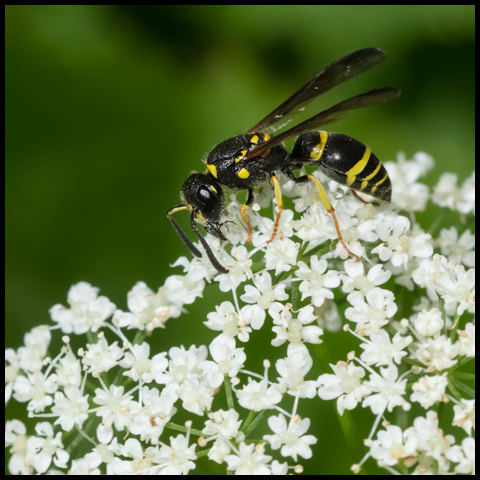 Bramble Mason Wasp