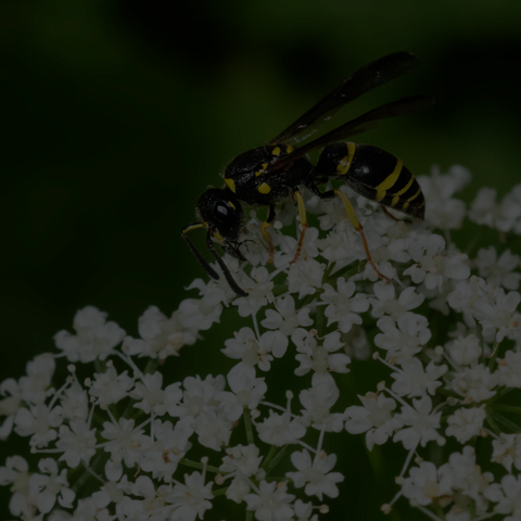 Bramble Mason Wasp
