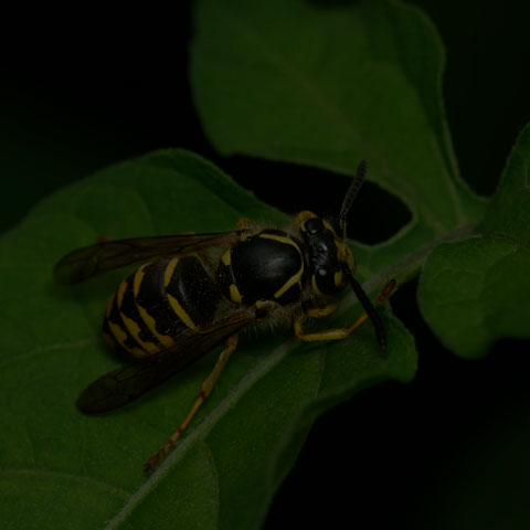 Common Aerial Yellowjacket