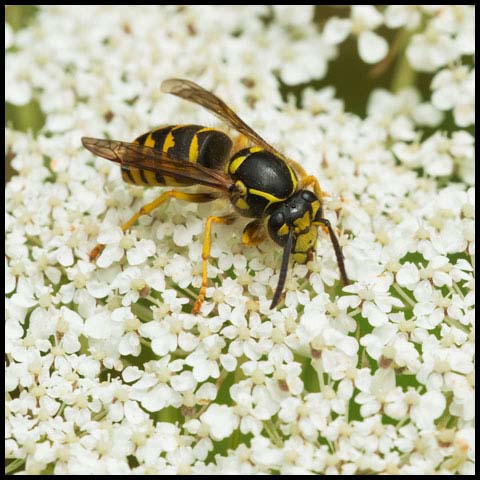 Common Aerial Yellowjacket