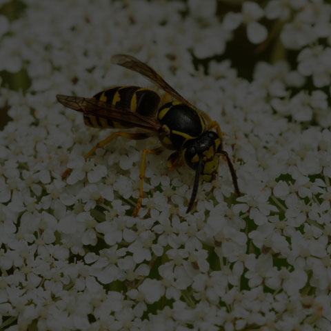 Common Aerial Yellowjacket