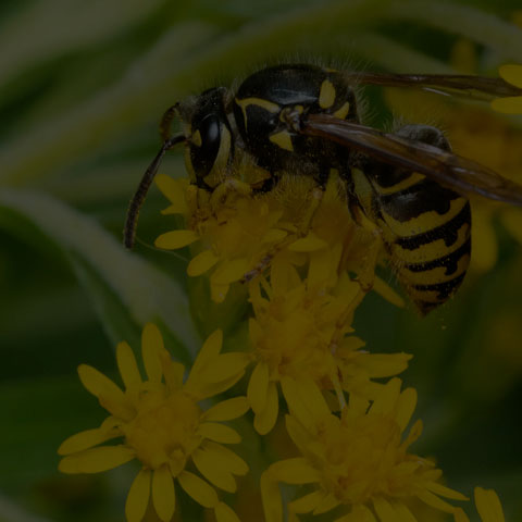 Common Aerial Yellowjacket