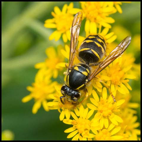 Common Aerial Yellowjacket