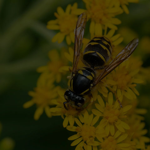 Common Aerial Yellowjacket