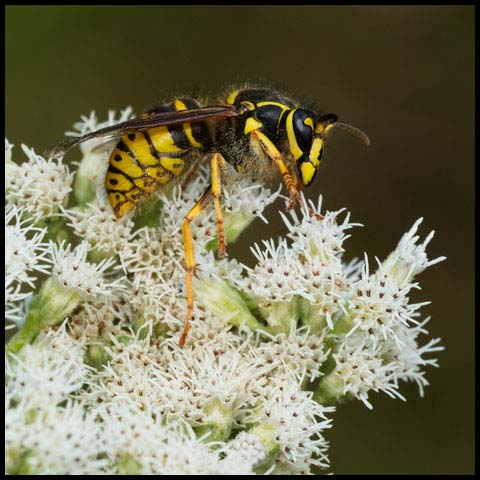 Common Aerial Yellowjacket