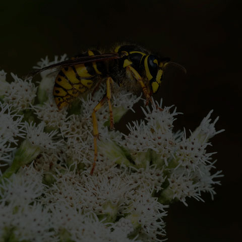 Common Aerial Yellowjacket