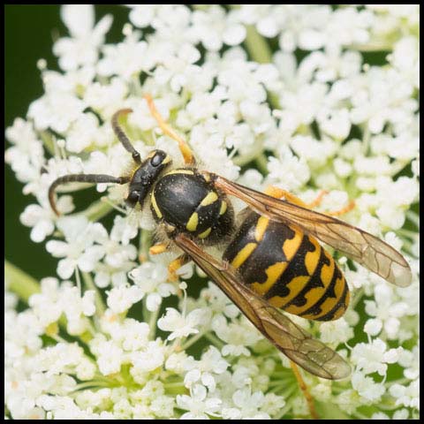 Common Aerial Yellowjacket