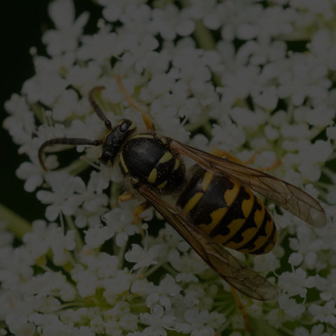 Common Aerial Yellowjacket