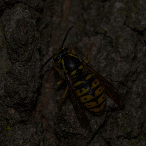 Common Aerial Yellowjacket