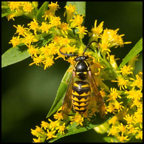 Common Aerial Yellowjacket