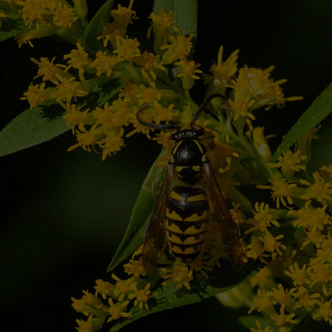 Common Aerial Yellowjacket