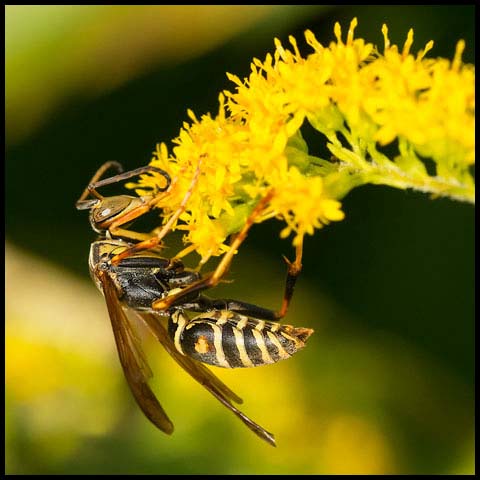 Dark Paper Wasp